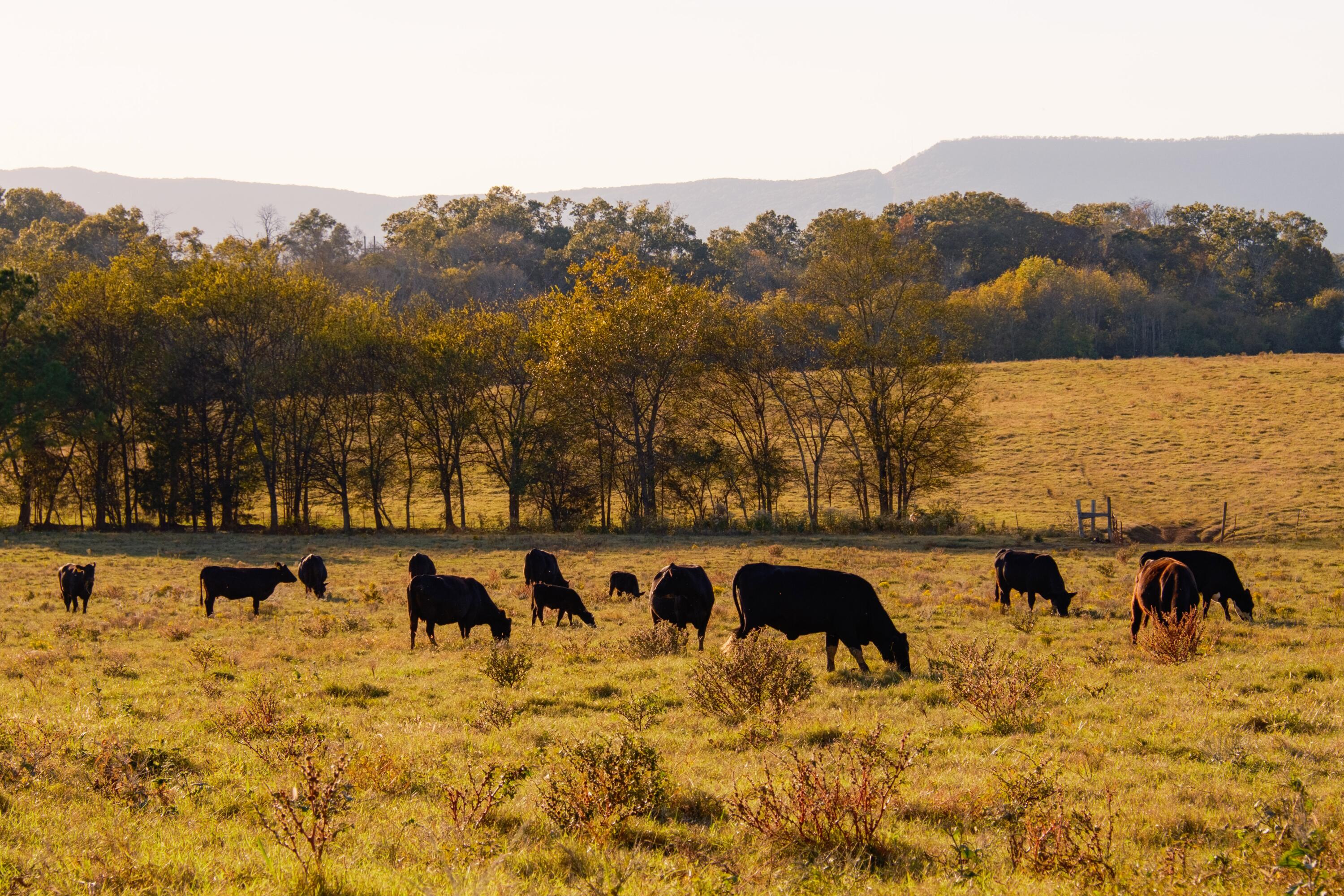 0 Lee Clarkson Road Chickamauga, GA 30707 - Photo 24 of 44 CGLF - 24