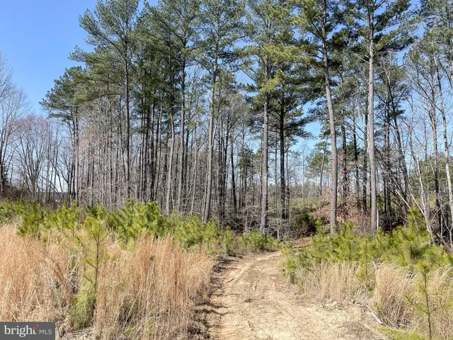a backyard of a house with large trees and plants