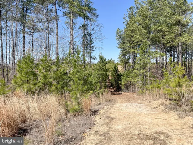 a view of a yard with trees