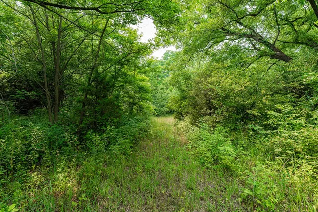 a view of a lush green forest