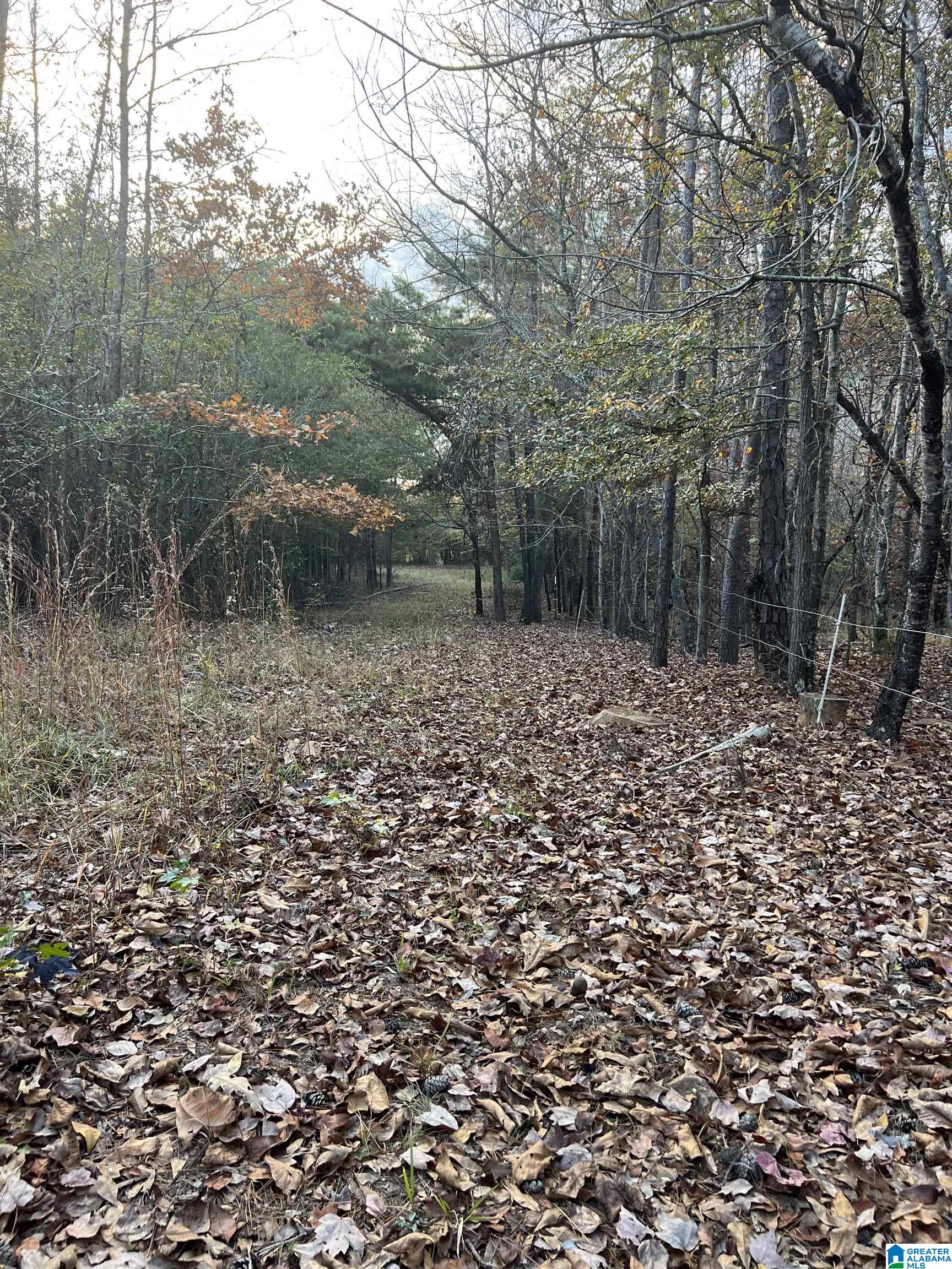11-acres Risers Mill Road, Unit 11 ACRES Alpine, AL 35014 - Photo 20 of 23