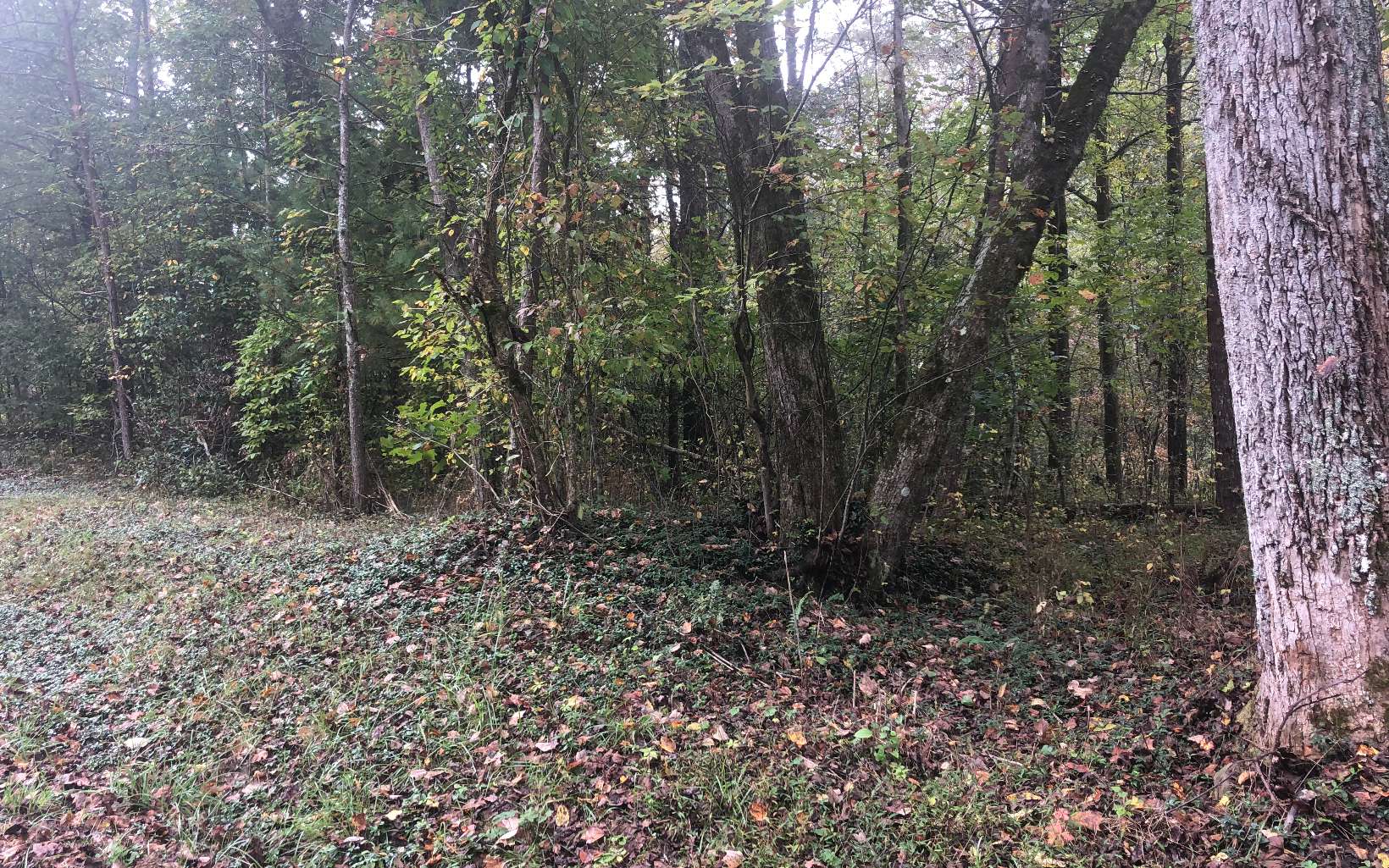 Ivylog Gap Road Young Harris, GA 30582 - Photo 4 of 4 Additional View