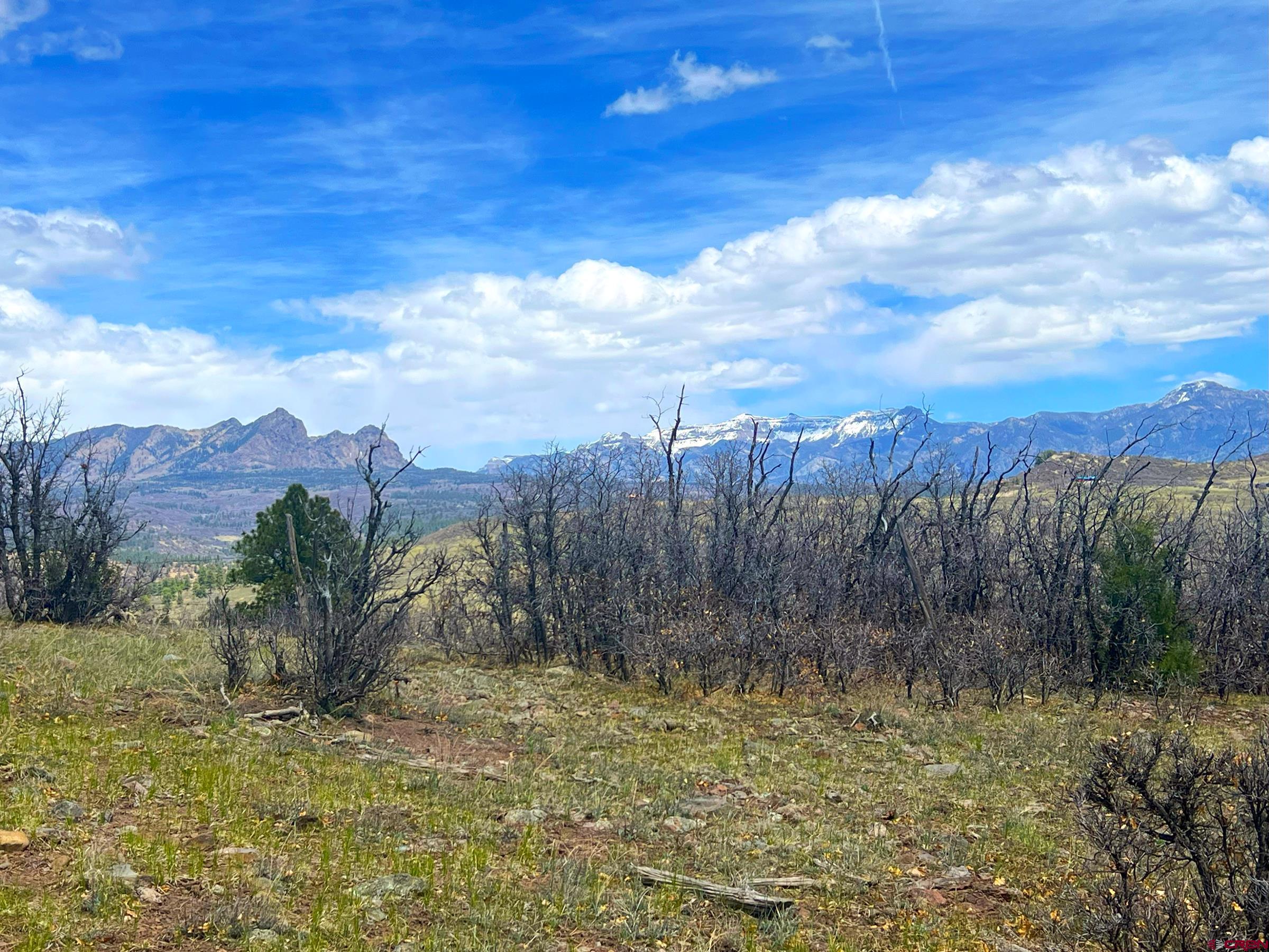 223 Spg Vly Rnch Road Chromo, CO 81128 - Photo 14 of 32 a view of a yard with a tree