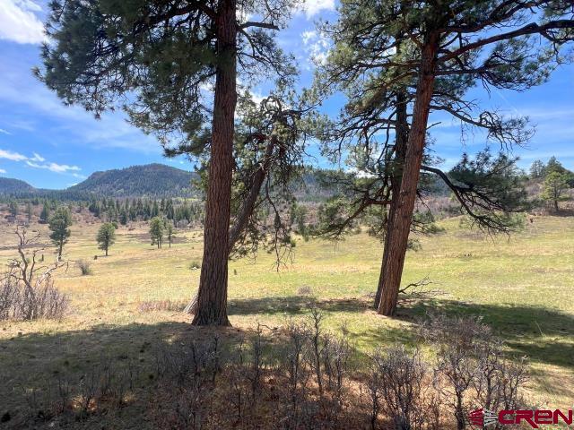 223 Spg Vly Rnch Road Chromo, CO 81128 - Photo 2 of 32 a view of a yard with a tree