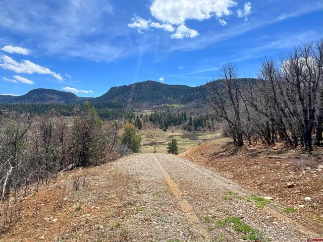 a view of a yard with a tree