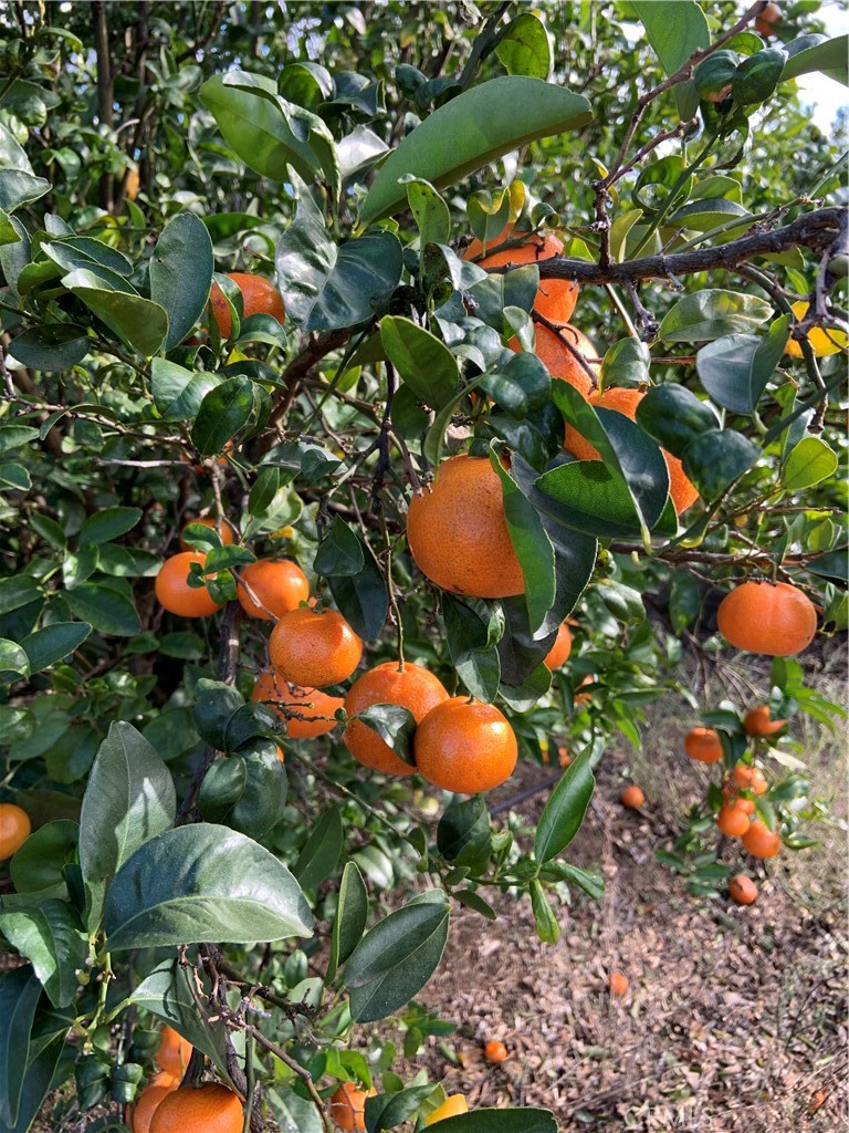 45860 Cll Cuero Temecula, CA 92590 - Photo 1 of 7