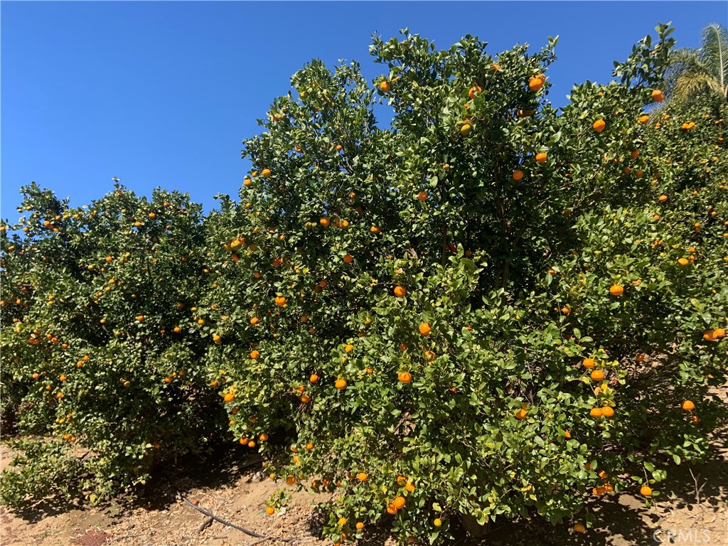 45860 Cll Cuero Temecula, CA 92590 - Photo 5 of 7