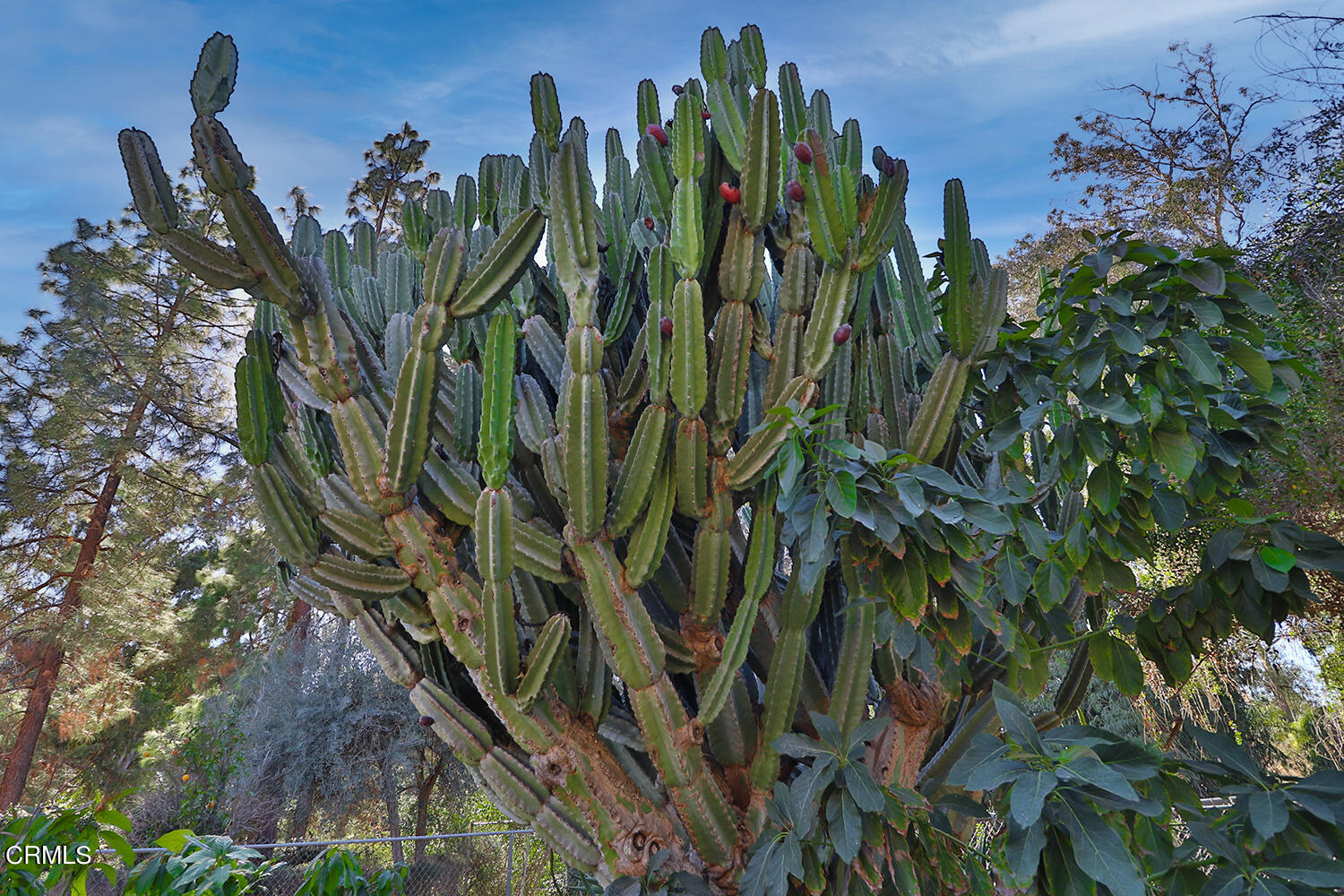 4030 Donlon Road Somis, CA 93066 - Photo 47 of 48 a view of a plant in a garden