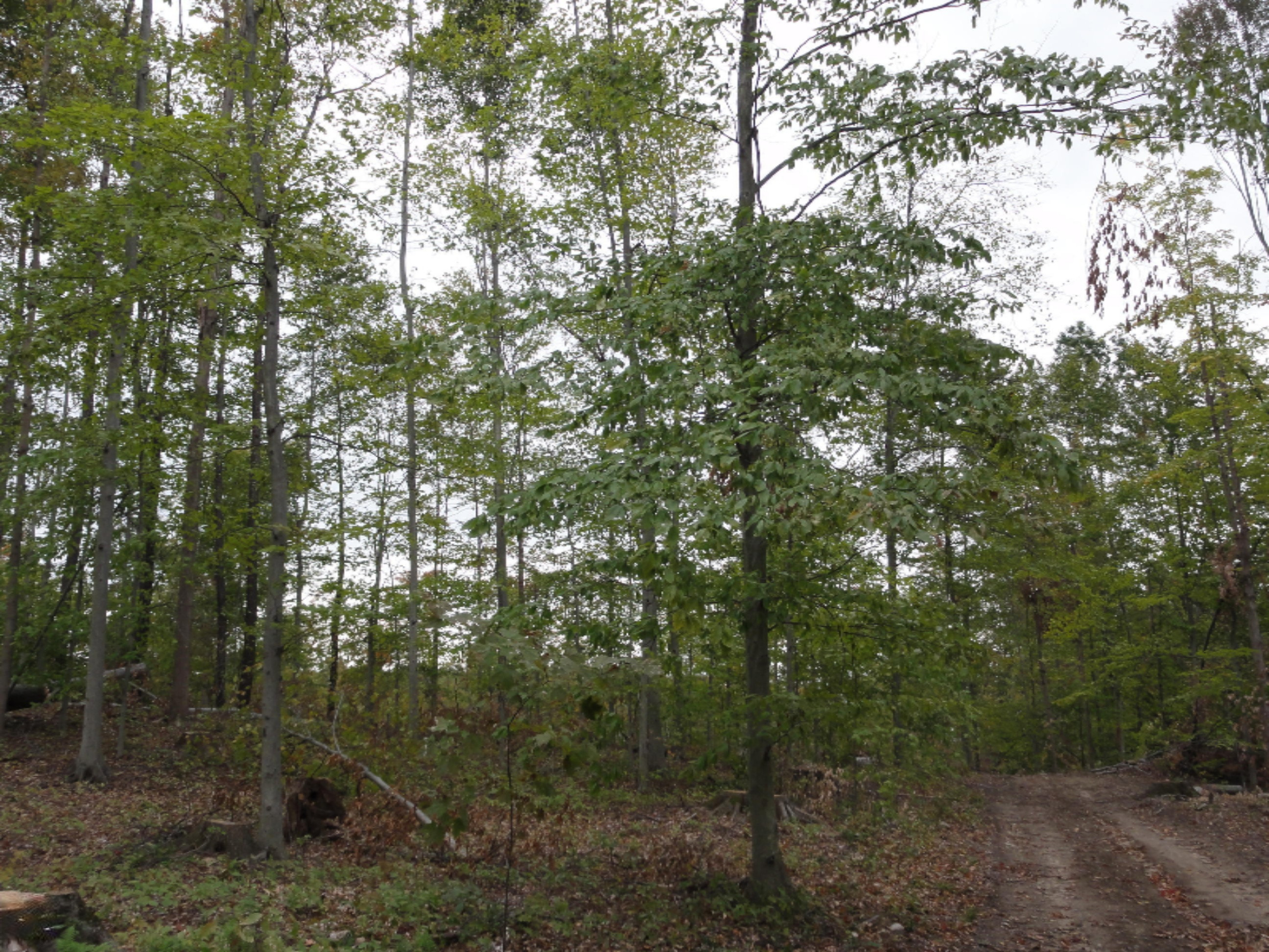 Garrett Road Dowagiac, MI 49047 - Photo 3 of 10 DSC00013