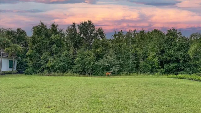 a view of a field with a tree in the background