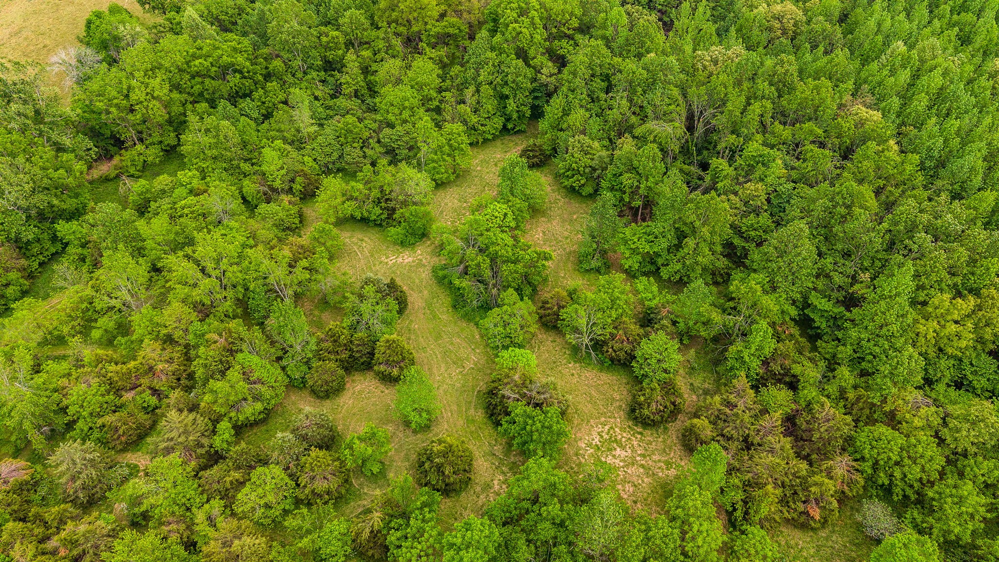 0 Robert Neal Durham Road Bethpage, TN 37022 - Photo 6 of 17 a view of a lush green forest
