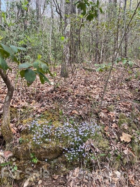 58 Lost Panther Road, Unit 58 Brevard, NC 28712 - Photo 2 of 12 Gallery Image 2
