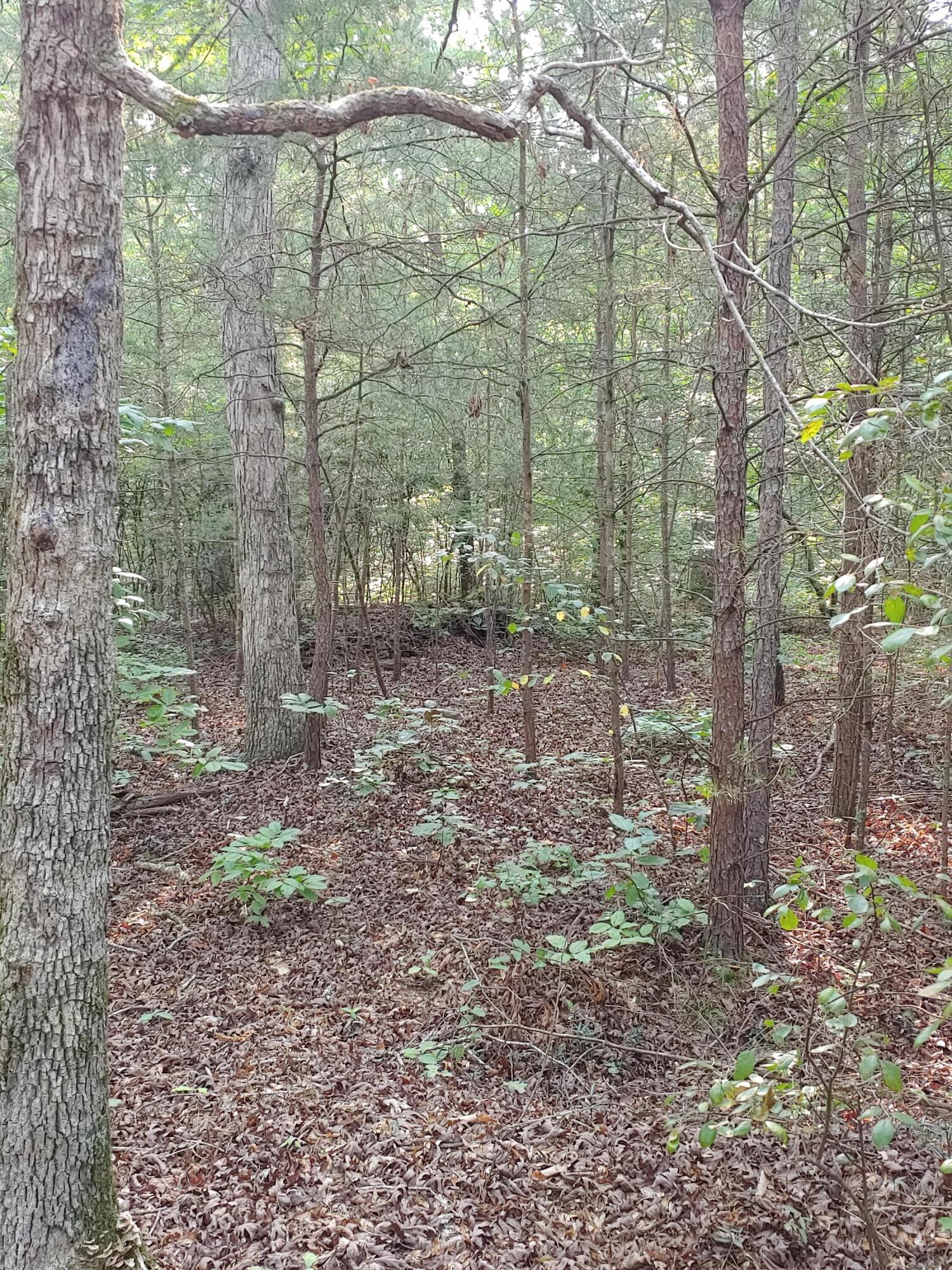 1812 Press Pickett Road Whitwell, TN 37397 - Photo 8 of 23 0731210906