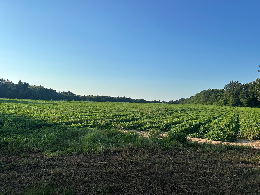 0 Judge Logue Road Newton, AL 36352 - Photo 3 of 4
