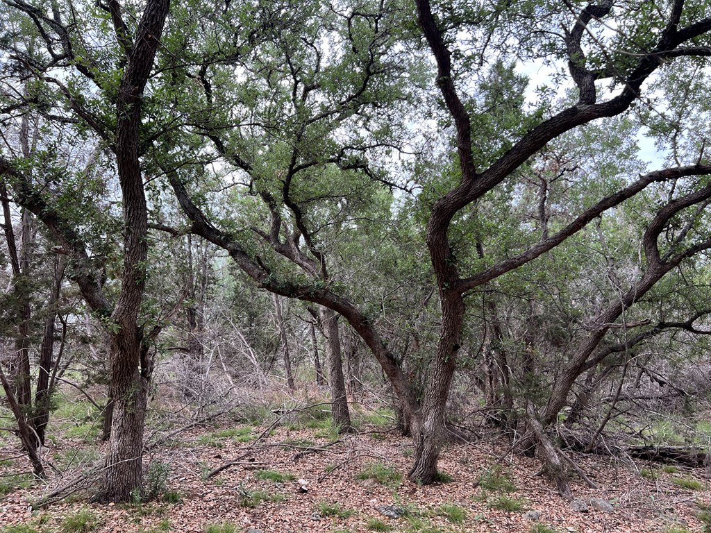 Tbd Narrows Road, Unit 41 Blanco, TX 78606 - Photo 7 of 10