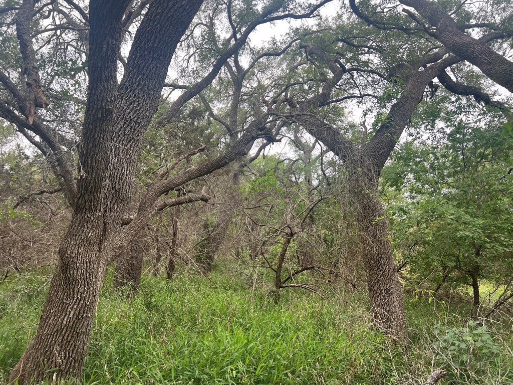 Tbd Narrows Road, Unit 41 Blanco, TX 78606 - Photo 9 of 10