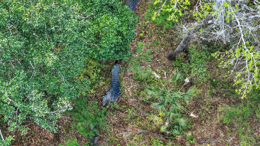 Powell Road Brooksville, FL 34602 - Photo 12 of 28 a plant view in yard