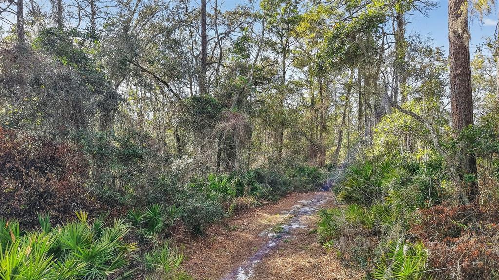 Powell Road Brooksville, FL 34602 - Photo 4 of 28 a view of a forest with trees in the background
