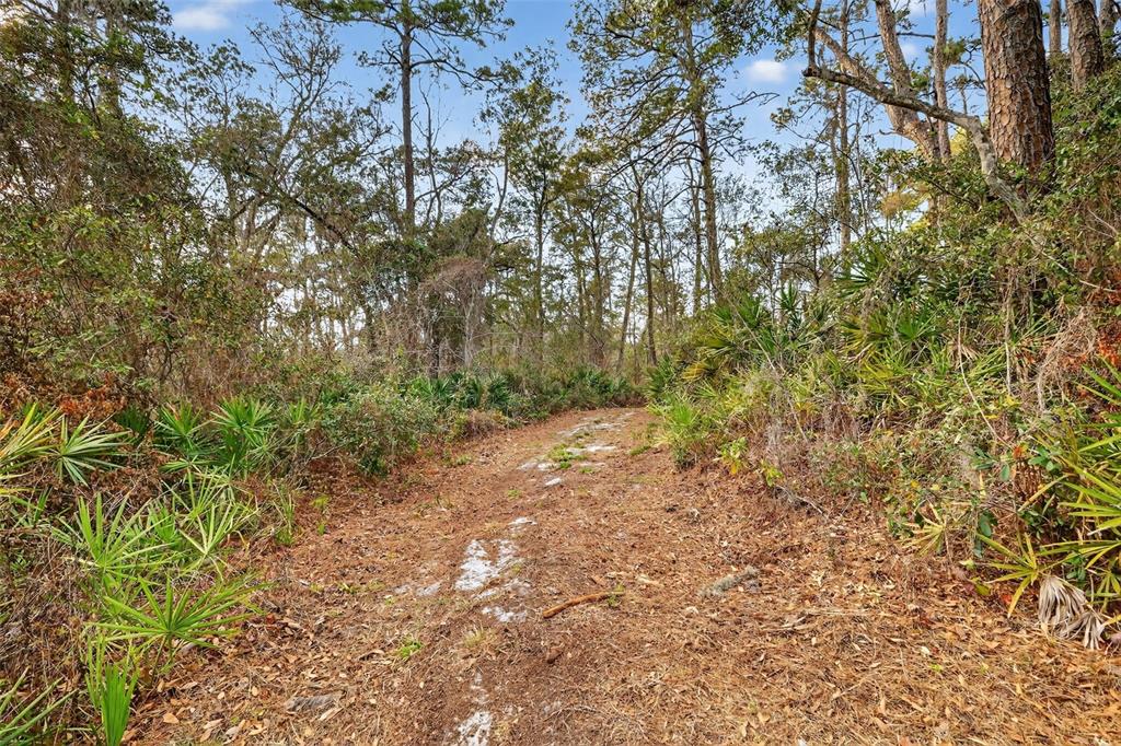 Powell Road Brooksville, FL 34602 - Photo 5 of 28 a view of a yard with a tree