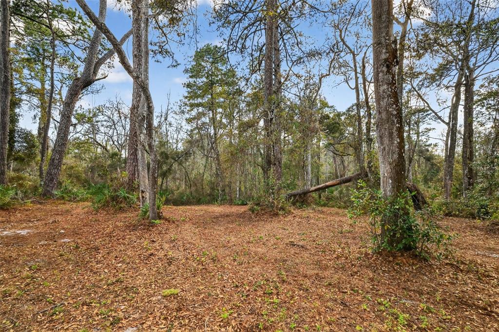 Powell Road Brooksville, FL 34602 - Photo 7 of 28 a backyard of a house with lots of trees