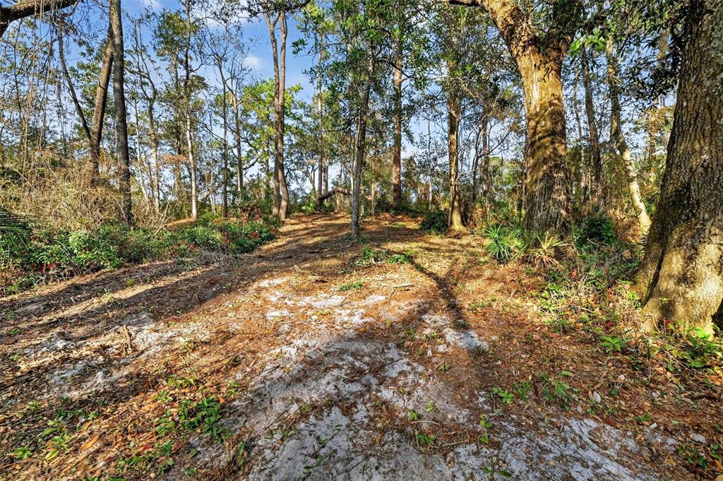 Powell Road Brooksville, FL 34602 - Photo 9 of 28 a view of a yard with plants and trees