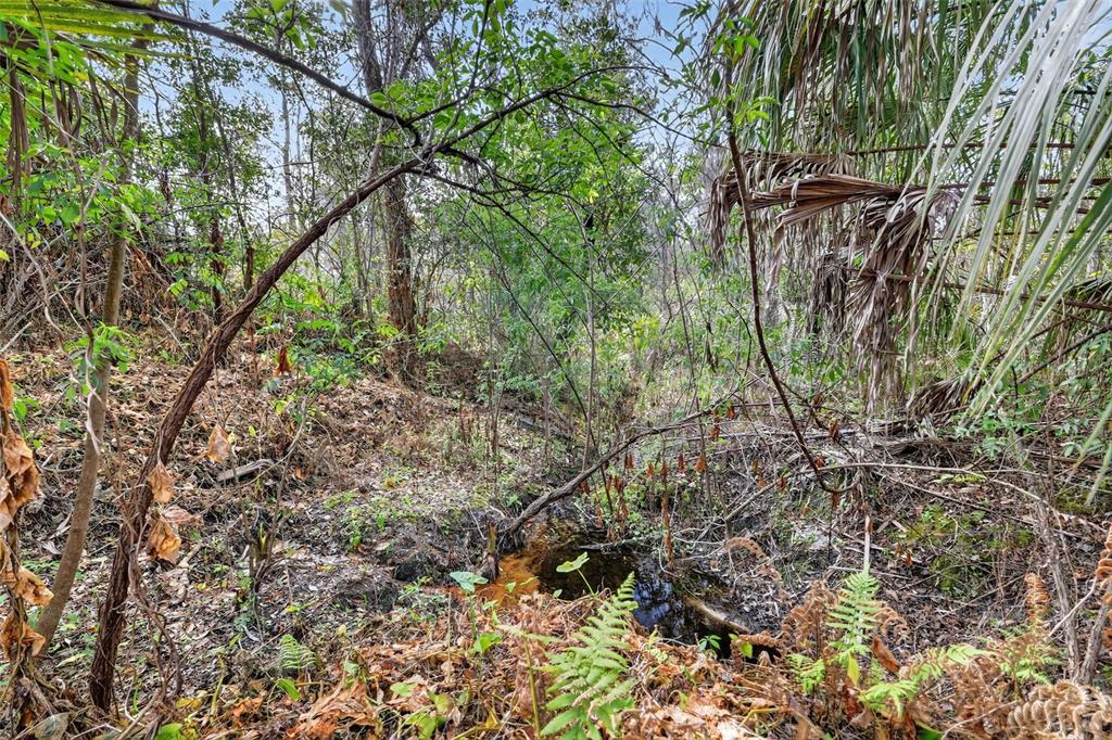 Powell Road Brooksville, FL 34602 - Photo 10 of 28 a backyard of a house with lots of plants and tree