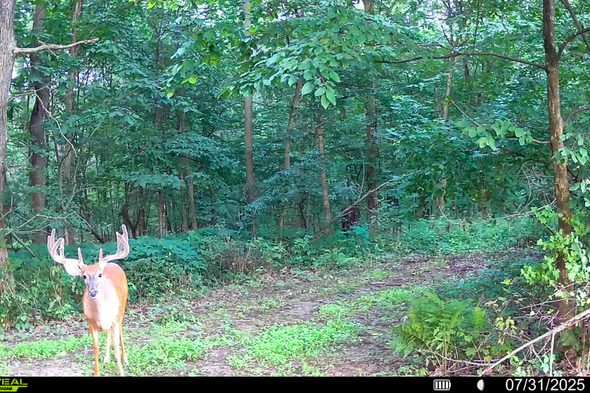 15999 Biba Road Muscoda, WI 53573 - Photo 93 of 103 Grant-County-WI-160-Acres-Land-For-Sale-