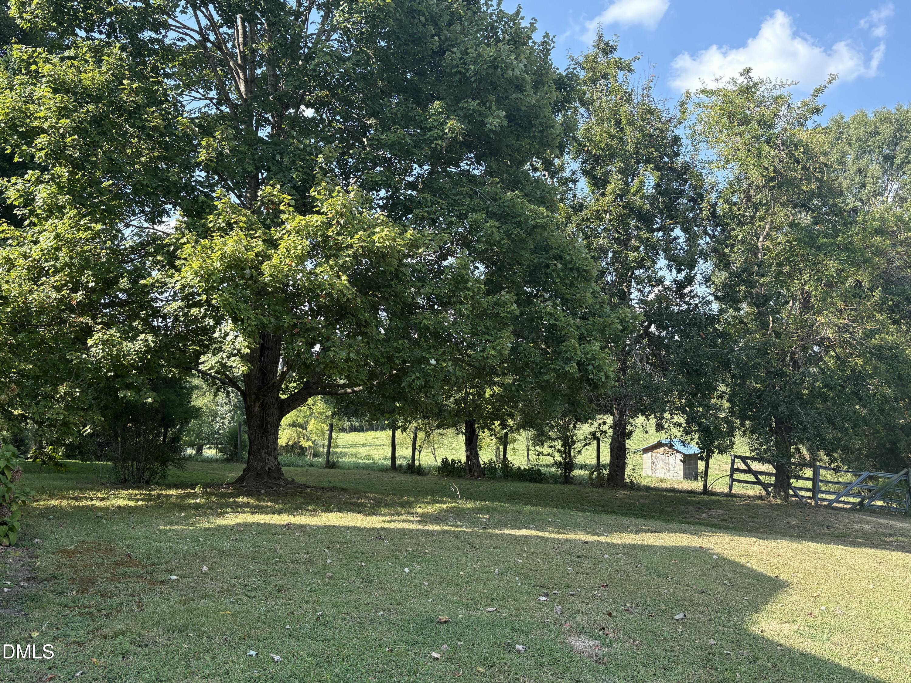 a view of a trees in a yard