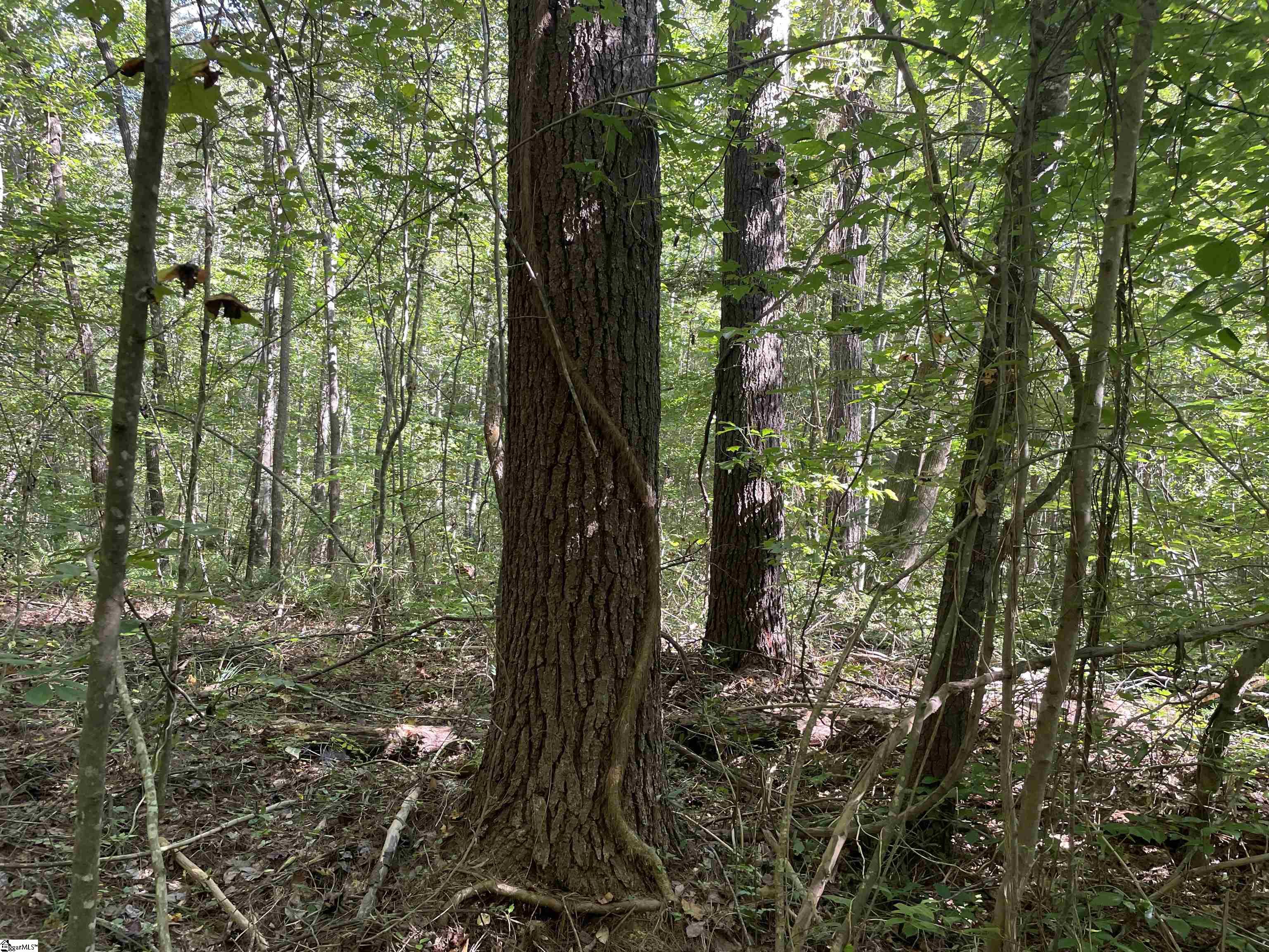 111 Chauga Road Westminster, SC 29693 - Photo 33 of 50