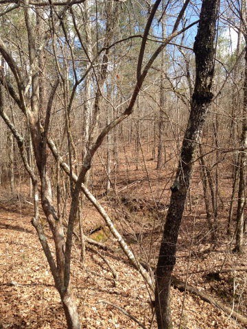 0 Charlie Reeves Road Roberta, GA 31078 - Photo 8 of 11 a picture of trees