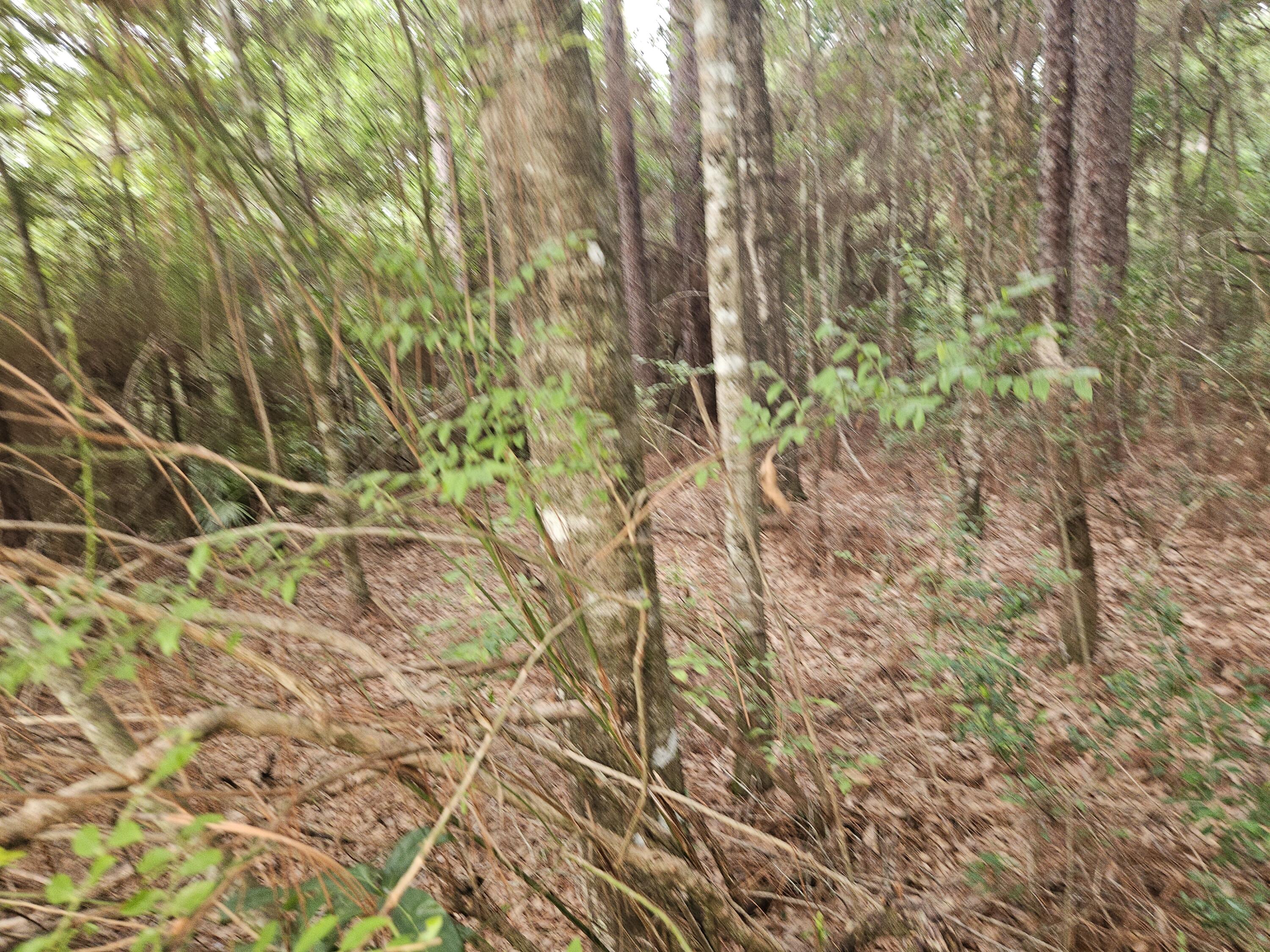 1.12-acres Possum Ridge Road Crestview, FL 32539 - Photo 4 of 8 20260609_082953