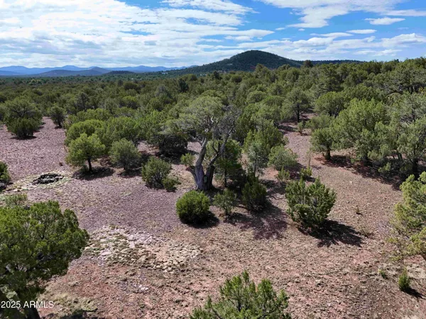 a view of dirt road with large trees