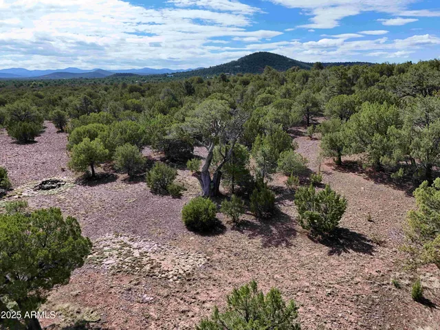 a view of dirt road with large trees