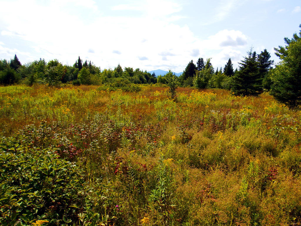 L-9-11c12 Clark Road Merrill, ME 04780 - Photo 5 of 40 merrill-land-175-acres-4