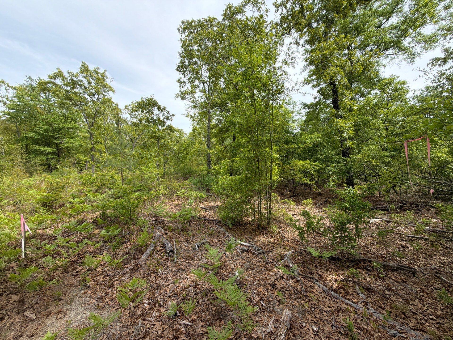 1 Rogers Cemetery Road, Unit RRF 1 Salley, SC 29137 - Photo 30 of 40