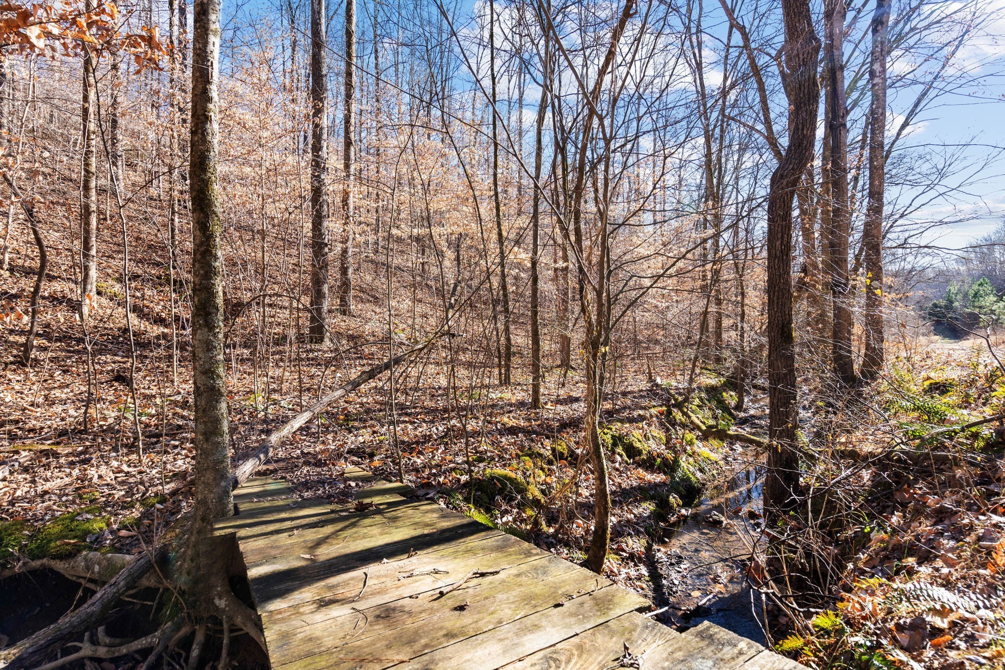 1365 Blue Branch Road Lynnville, TN 38472 - Photo 13 of 16