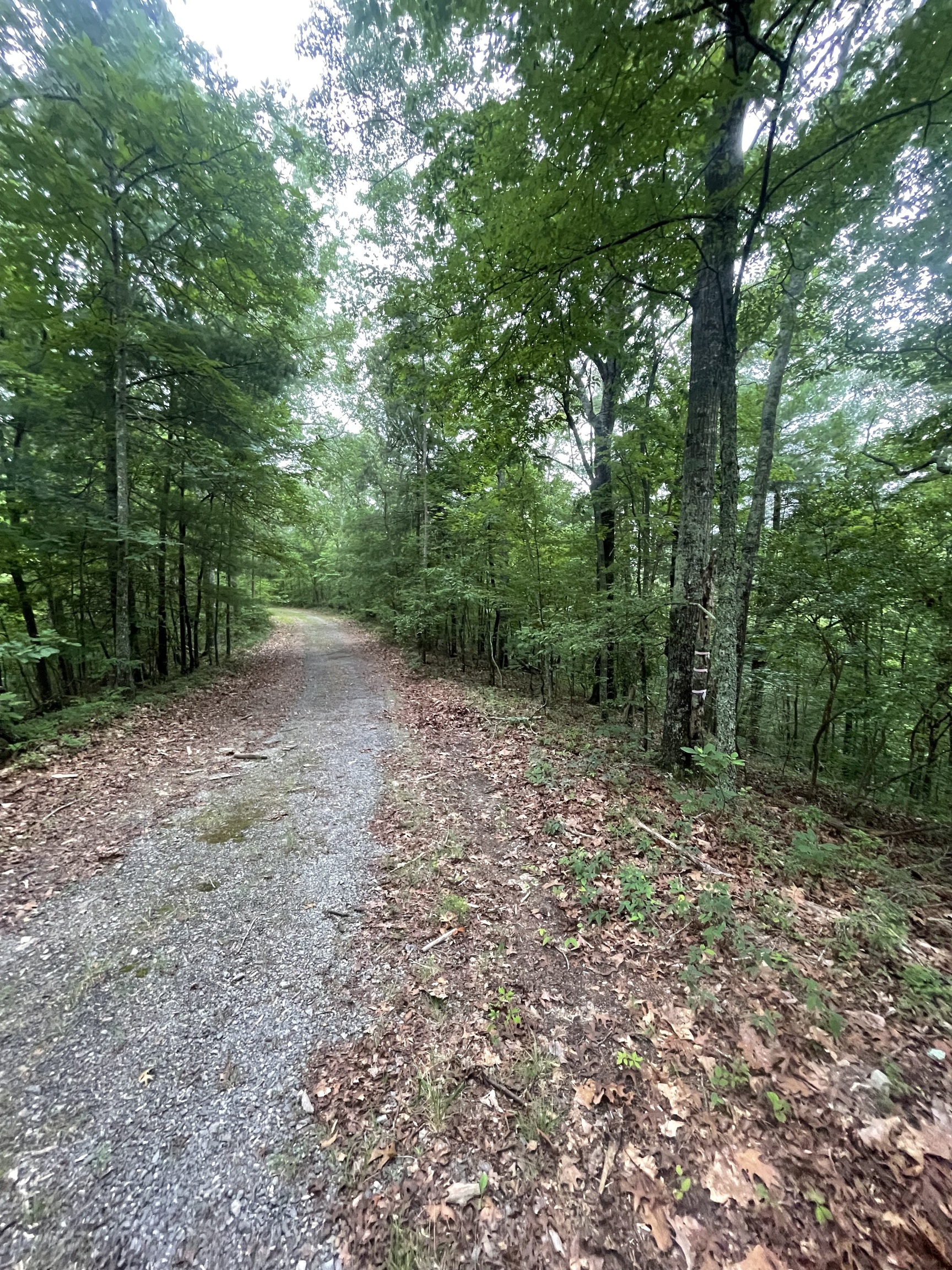 a view of a forest with trees in the background
