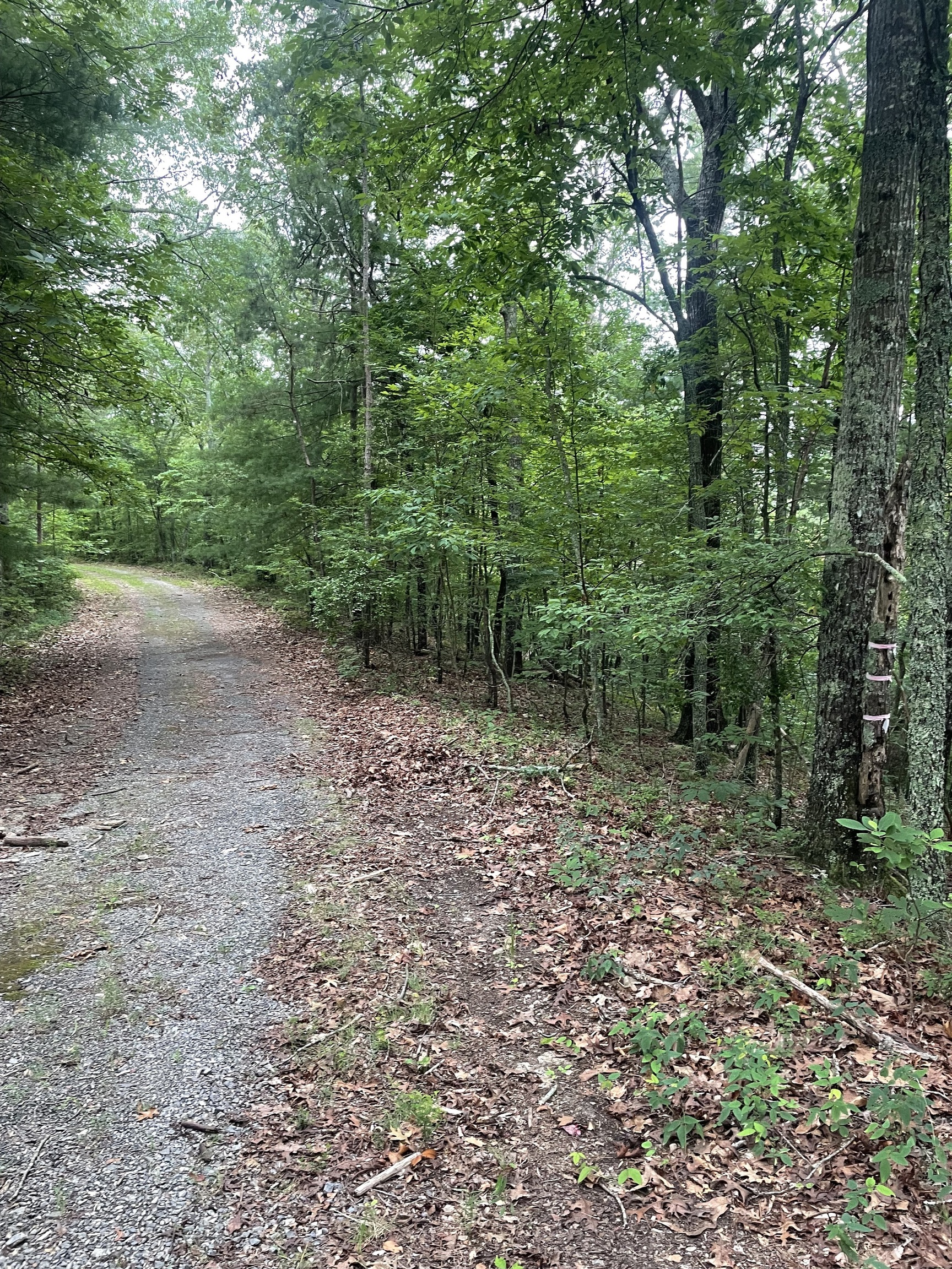 493 Naomi Court Ranger, GA 30734 - Photo 2 of 32 a view of a forest with trees in the background