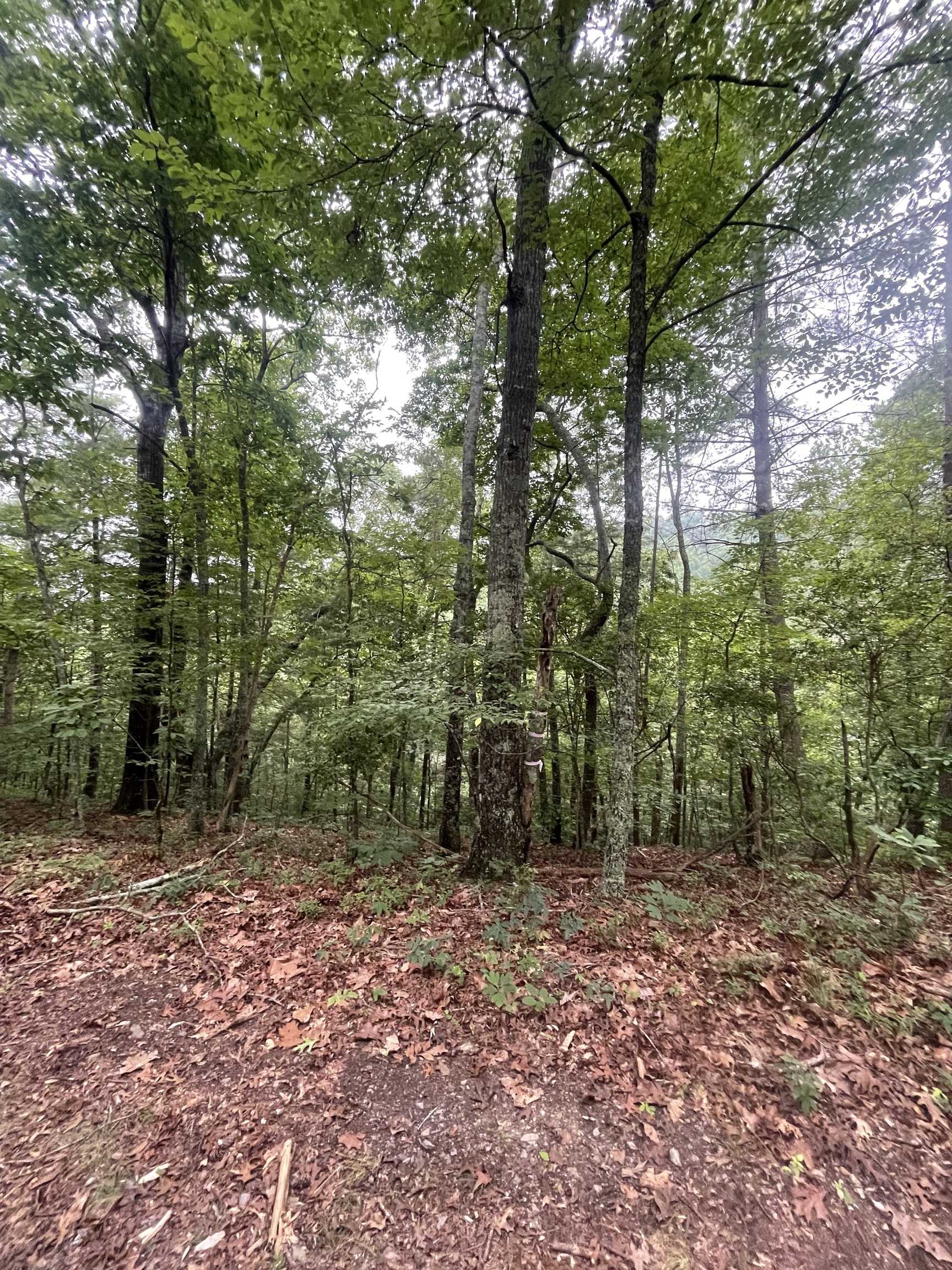 493 Naomi Court Ranger, GA 30734 - Photo 3 of 32 a view of outdoor space and trees