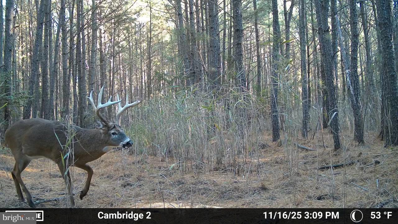 Hudson Road Cambridge, MD 21613 - Photo 3 of 7 a view of outdoor space with wooden floor