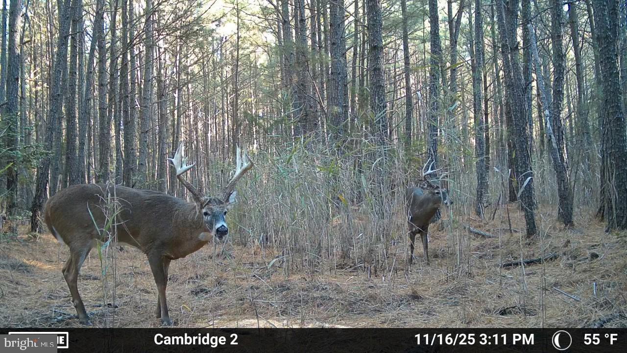 Hudson Road Cambridge, MD 21613 - Photo 4 of 7