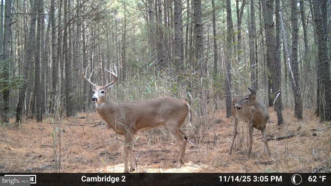 Hudson Road Cambridge, MD 21613 - Photo 5 of 7 a view of a yard