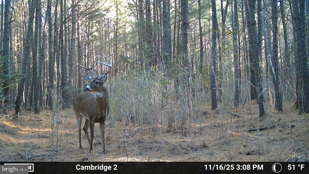 Hudson Road Cambridge, MD 21613 - Photo 6 of 7