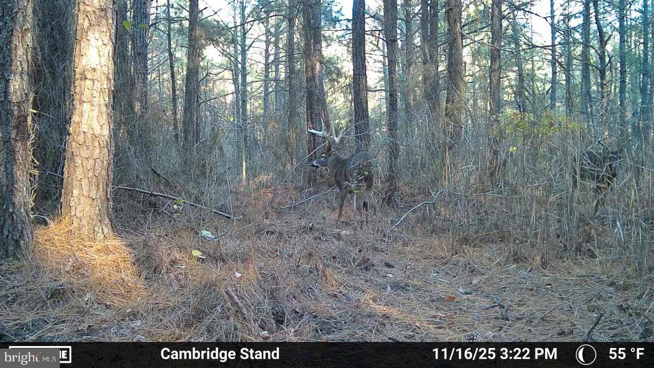 Hudson Road Cambridge, MD 21613 - Photo 7 of 7 a view of forest