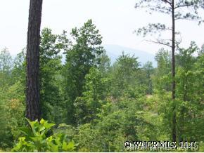 a view of a forest that has a tree