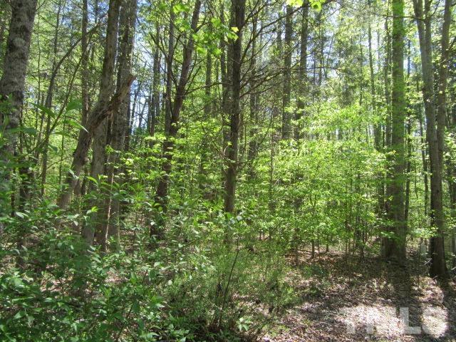 9563 George Ruff Road Bullock, NC 27507 - Photo 1 of 5 a view of a lush green forest