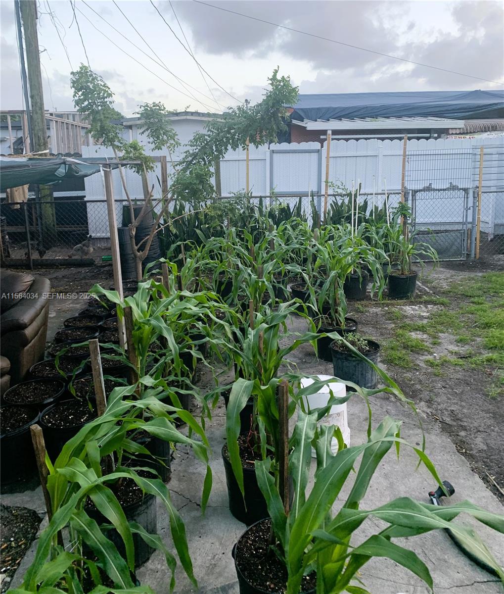 662 East 21st Street Hialeah, FL 33013 - Photo 19 of 21 a plant that is in front of a yard