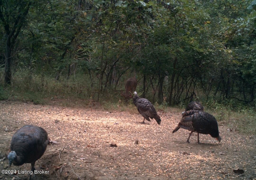 1743 Albert Moore Road Lockport, KY 40036 - Photo 3 of 45 Wildlife caught on trail cam!