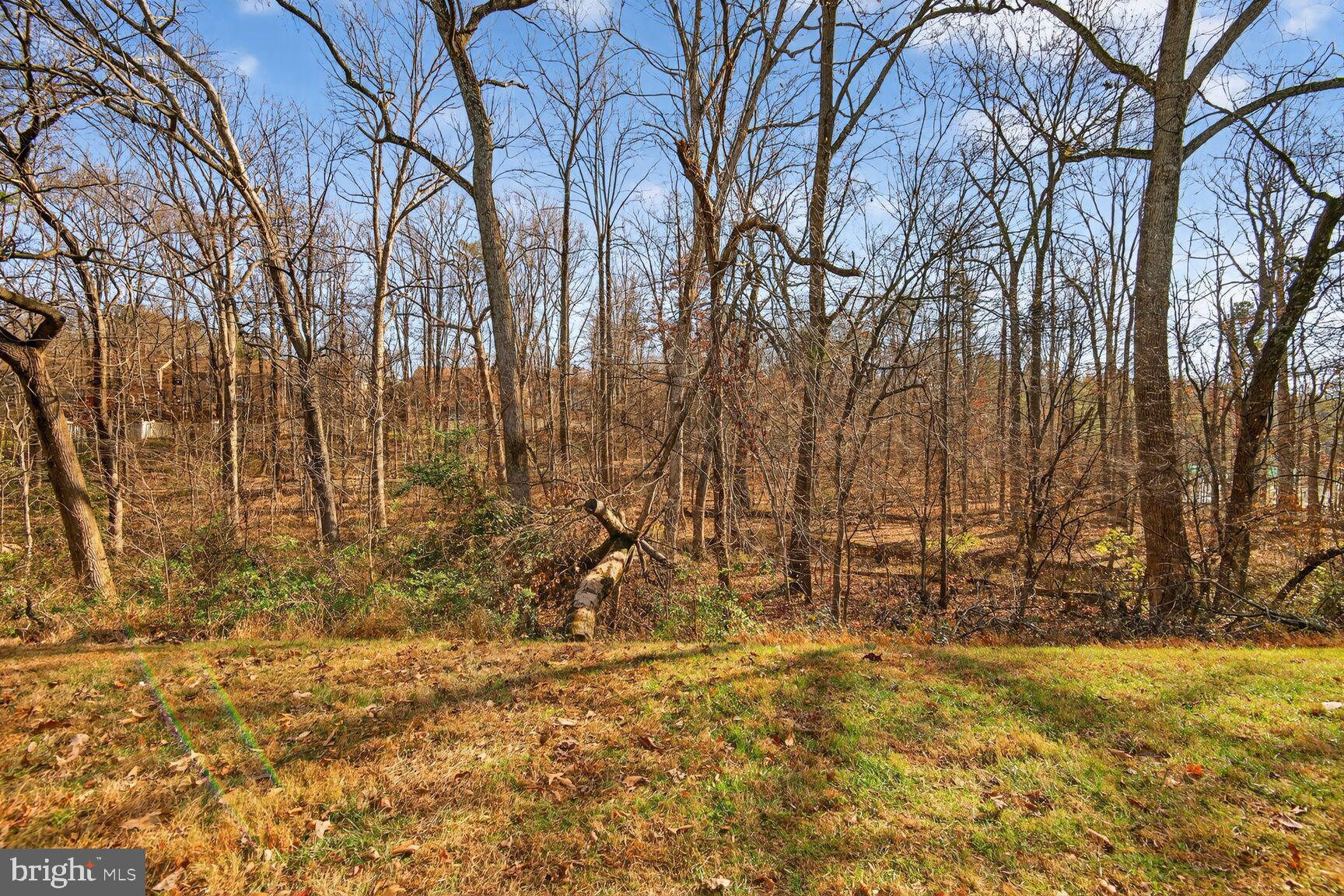 1548 Poplar Grove Drive Reston, VA 20194 - Photo 5 of 10 a view of a yard with large trees