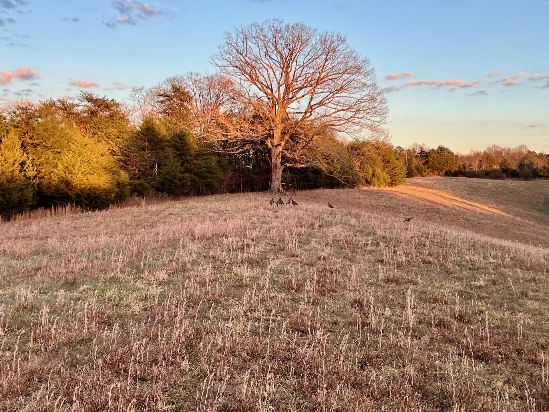 2743 Johnson School Road Thaxton, VA 24174 - Photo 16 of 88 16